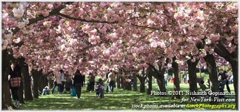 Cherry Blossom Brooklyn Botanic Garden